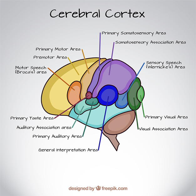 Cerebral Cortex