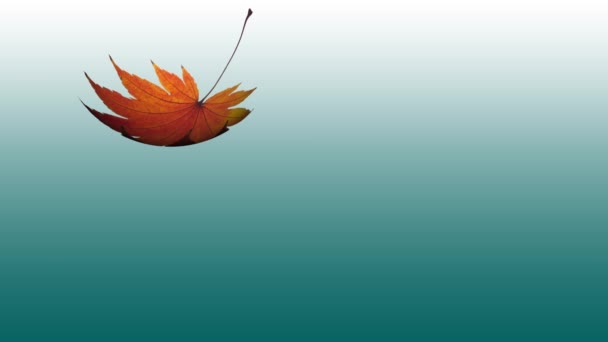 Maple Leaf Falling